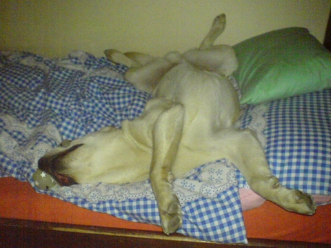 Takhle si chrním u páníčka v postýlce...........